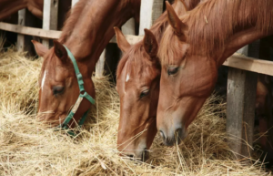 Cover photo for Calculating Winter Hay Needs